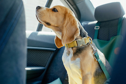 is it illegal to have an unrestrained dog in a car uk