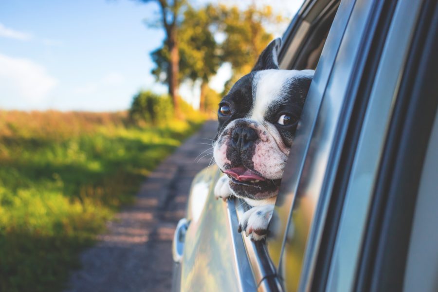 Best Cars for Dogs: What Owners Should Consider