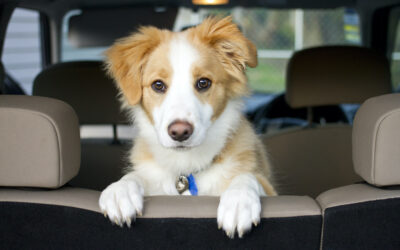 How to Remove Dog Hair From Your Car